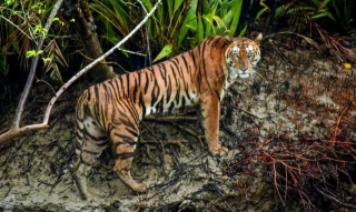 Tiger Conservation-India And Bangladesh
