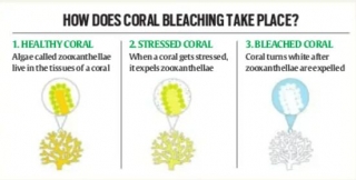 Fourth Global Mass Coral Bleaching