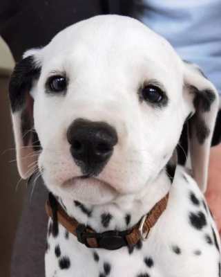 Dalmatian Puppy Pictures: Capturing The Uniqueness Of The Most Recognizable Breed