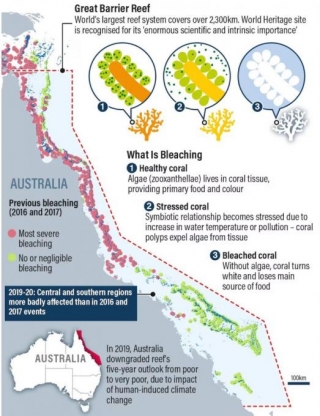 Coral Bleaching Of The Great Barrier Reef