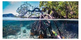 The Importance Of Awareness On Mangroves And Plantation Drives In Conserving Biodiversity