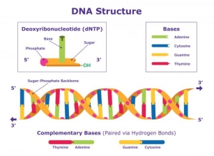 How Mutations Shape Genetic Diversity For Prindhevi
