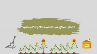 Harvesting Rainwater In Your Shed