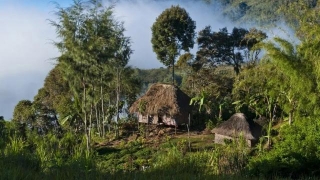 Ambush In Papua New Guinea: Dozens Killed By Gunfire In The Highlands Region