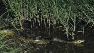 Que Animais Caçam As Anacondas?