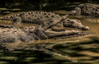 É Verdade Que Crocodilos Não Morrem De Velhice? Por Quê?