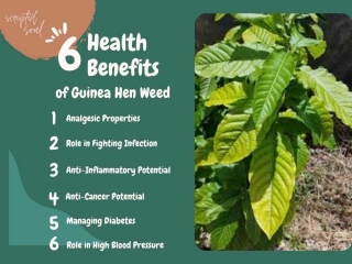 Exploring The Health Benefits Of Jamaican Guinea Hen Weed: A Comprehensive Guide