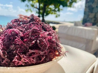 Exploring The Health Benefits Of Jamaican Purple Sea Moss: A Comprehensive Guide