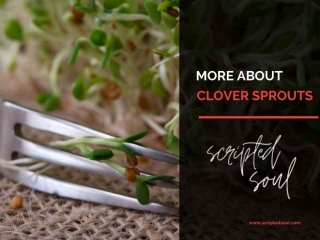 Clover Sprouts Benefits: A Food Source Worth Exploring