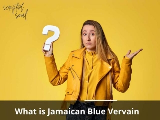 Health Benefits Of Jamaican Blue Vervain: A Comprehensive Guide
