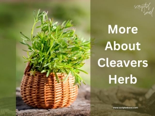 Cleavers Herb Benefits: From Lymphatic Tonic To Its Diuretic Properties