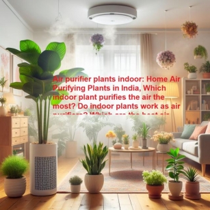 Air Purifier Plants Indoor: Home Air Purifying Plants In India, Which Indoor Plant Purifies The Air The Most?