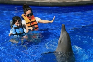 Dolphin Swimming: Discovering Affordable Options For A Memorable Experience