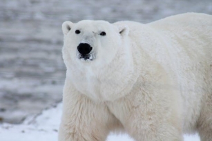 #937 How Do Polar Bears Find Enough Food?