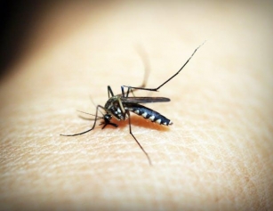 #975 What Causes Malaria?