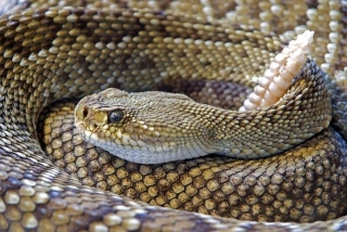 #921 How Does A Rattlesnake Rattle?