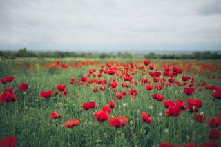 #897 Why Are Poppies A Symbol Of Remembrance?