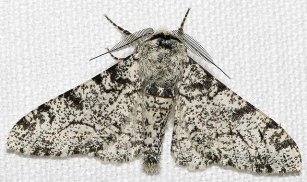 #982 What Did The Peppered Moth Do?