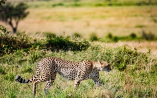 #978 How does a cheetah run so fast?
