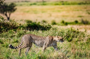 #978 How Does A Cheetah Run So Fast?