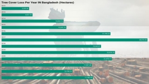 Is Bangladesh Losing The Battle Against Deforestation?