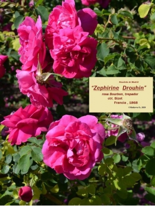 Zephirine Drouhin Climbing Rose- Best Climbing Plant