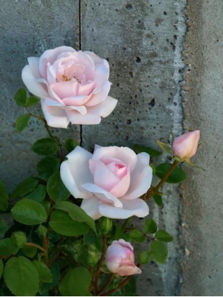 Best Climbing Roses For Home- Climbing Plant