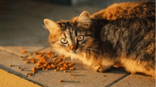 Best Cat Food For Persian Cats 2024