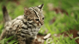 Get The Asian Leopard Cat Price In USA 2024