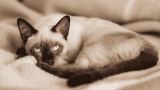 Affordable Siamese Cat Price In India 2024: Understanding The Costs