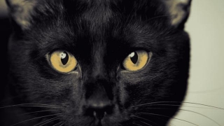 Affordable Bombay Cat Price In India 2024