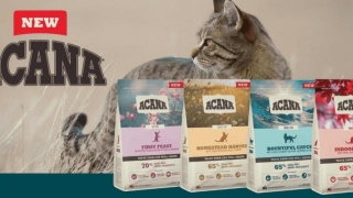 Acana Cat Food Review 2024: Best Providing Premium Nutrition For Your Feline Friends