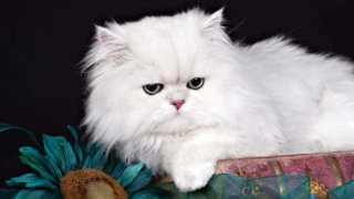 Deciphering The Enigmatic World Of Persian Cats: Persian Cat Price In India Under 2000