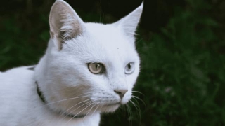 Affordable Two Different Eye Color Cat Price In India 2024