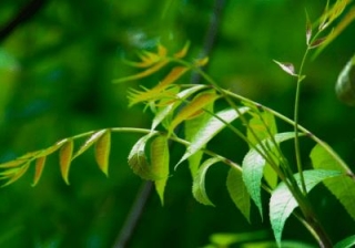 How To Use Neem Leaves For Pimples And Dark Spots