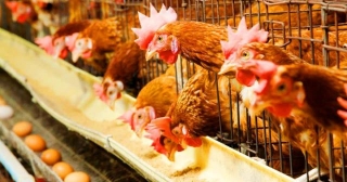 Cara Memulai Bisnis Ayam Petelur Tips Terbaik Peternak