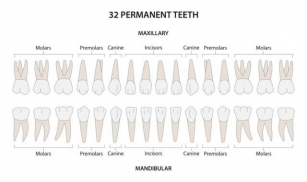 Types Of Human Teeth And Their Functions