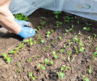 Managing Soil Moisture Levels In Spring: A Guide For Gardeners And Farmers