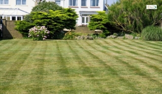11 Eco-Friendly Grass Alternatives To Green Up Your Lawn