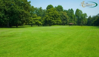 A Green Guide: Preventing And Managing Lawn Grass Diseases