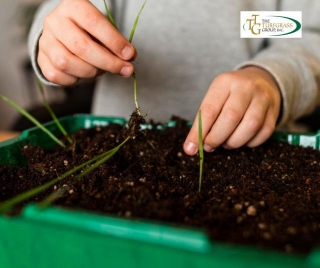 Protecting New Grass Seedlings From Wildlife: Effective Strategies For Gardeners