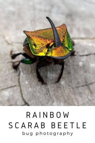 Rainbow Scarab Beetle – Bug Photography