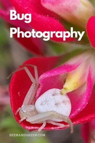 Bug Photography With Your Phone!