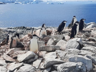 Viking Expedition Team Discovers New Penguin Colony In Antarctica