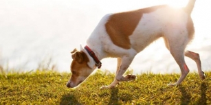Hund Frisst Ameisen: Sind Ameisen Giftig Und Gefährlich Für Hunde?