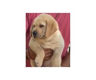 Labrador Puppies Available In Delhi Gurgaon 7082092005