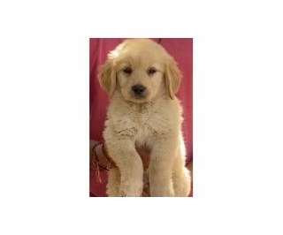 Golden Retriever Puppies Available In Delhi Gurgaon 7082092005