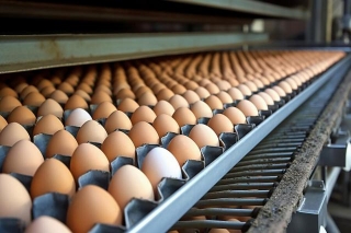 Egg Production: How To Take Advantage Of Open-House Battery Technology