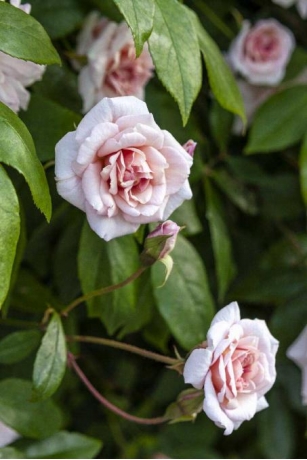 Different Rose Types You Should Know Today