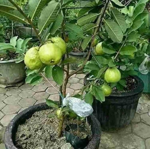 Maximise Your Harvest: How To Grow 15-18 KG Of Guava Fruit In A Pot – A Comprehensive Guide